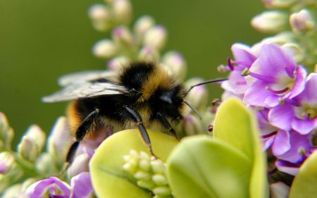 Flower and bee - nature, bee, closeup, flowers