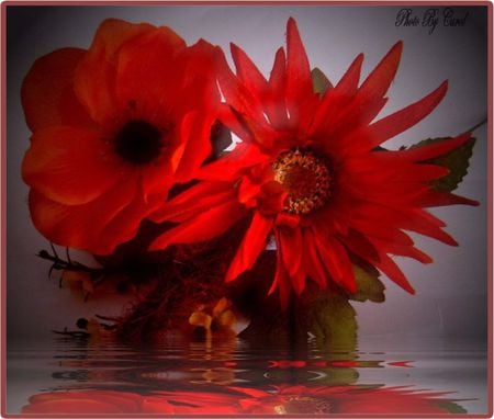 reflection in red - red, water, reflection, beautiful, flowers, still life