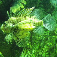 Lionfish in Arizona Aquarium