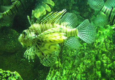 Lionfish in Arizona Aquarium - wildlife world zoo and aquarium, poison fish, lionfish, venomous fish