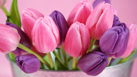 Tulips - flowers, tulips, nature, purple, nice, bouquet, pink