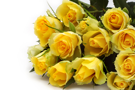 Roses - elegantly, roses, yellow, beautiful, photography, lovely, photo, cool, flower, still life, bouquet, harmony, flowers, rose, nice, gently