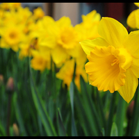 yellow daffodils