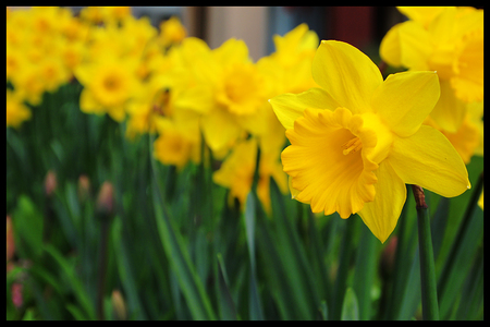 yellow daffodils - home, yellow, beautiful, daffodils, flowers, garden