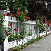 red roses and fence