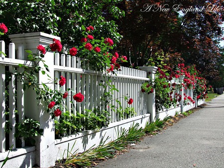 red roses and fence - street, roses, white, red, fence