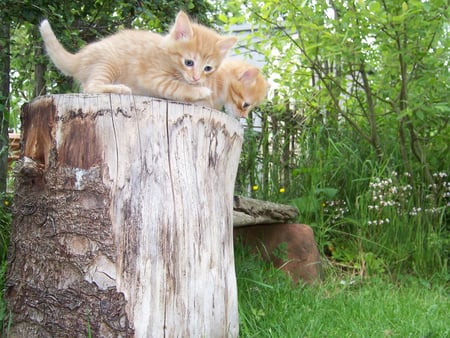 ginger kitties - backyard, kittens, lovely, ginger