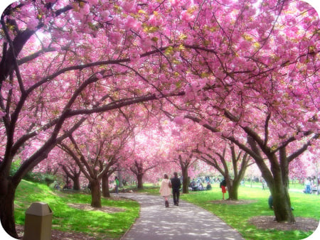 spring walkway - walkway, blossoms, sakura, park, spring