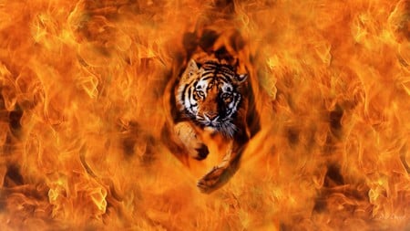 Tiger from the Flames - flames, hot, cat, dangerous, firefox persona, fire, tiger, big cat