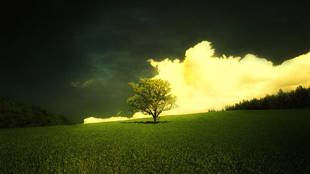 Special Find - fields, grass, tree, skies, white, nature, green, white cloud, sky