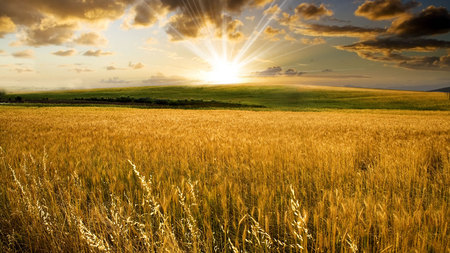 Sun Rise - fields, sky, hay, sun, nature, clouds, beautiful, skies, grass