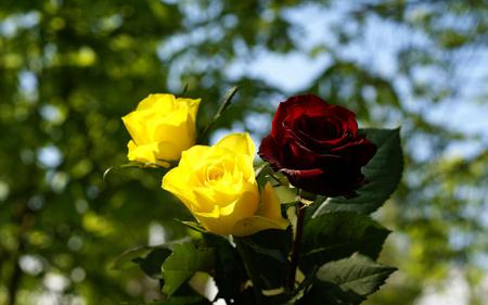 Roses - flowers, roses, trees, nature, sky