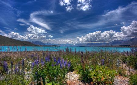 Lake - flowers, sky, lake, nature