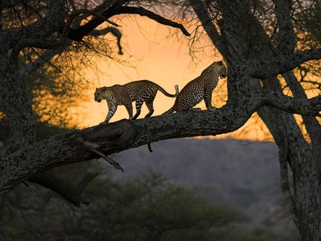 Wildlife - wildlife, cat, wild, jungle, animal, tree, sunset, jaguar