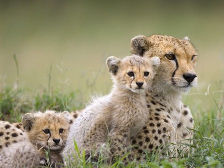 Lovely cheetah family - wildlife, cub, cat, mother, feline, cheetah, grass