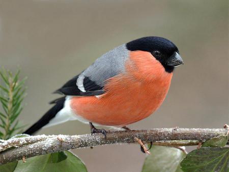 Bird - bird, black, animal, limb, gray, orange