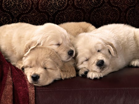 Sweet babies on sofa - animal, sleep, sofa, dog, breed, puppy, sweet