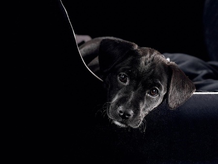 Black in bag - animal, black, bag, sweet, breed, labrador, puppy, dog