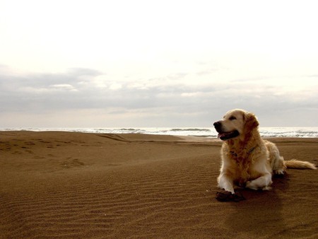 Enjoying the beach - animal, beach, sweet, breed, puppy, dog