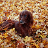 Dog on autumn field