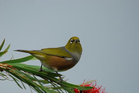 Bird - sky, flower, animal, bird