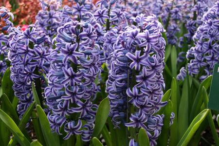 Flowers - flowers, leaves, purple, nature