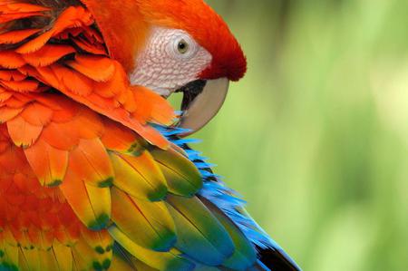 Macaw - bird, animal, macaw, wings, parrot