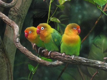 Birds - animal, lovebirds, tree, birds