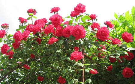 Roses - flowers, leaves, roses, nature