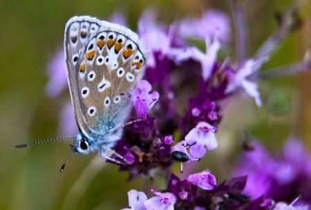 Butterfly - butterfly, flowers, animal, purple