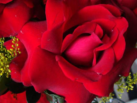 Rose - red, flower, nature, rose