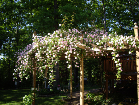 Roses Arbor - arbor, garden, home, beautiful, flowers