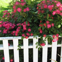 roses fence