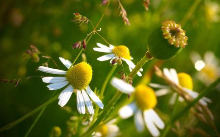 Camomiles - white, nature, yellow, 3d, flowers, colors