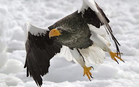 Stellers-Sea-Eagle - clouds, bird, eagle, fly, hawk, wings, sky, animals