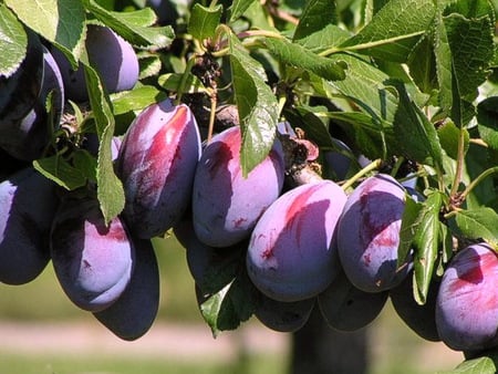 Sweets plums - branch, delicious, purple, summer, plums, sweets