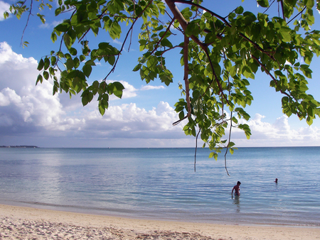 Mauritius lagoon - lagoon, tropical, beach, sand, tree