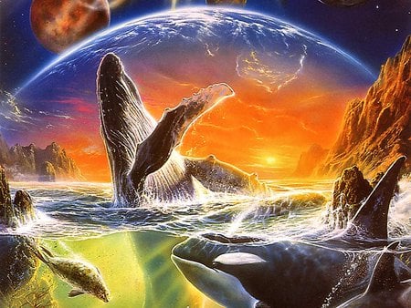 Orcaurora - whale, sea, sunset, orca