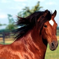 horse,pastures, white mane, large eyes,beautiful ,animal