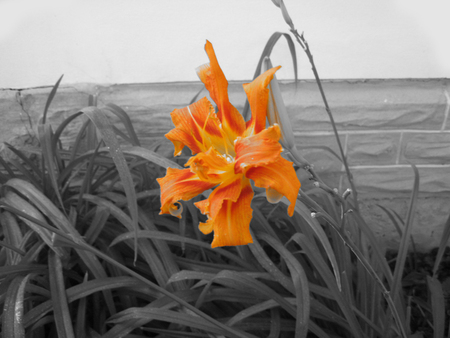 lovely contrast - black, white, nature, beauty, orange, flower