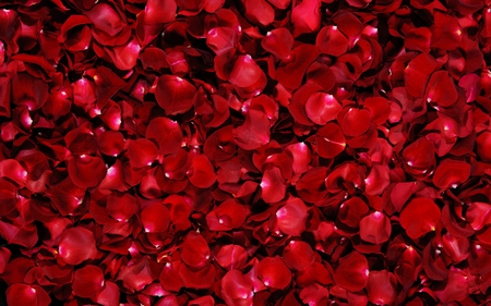 Red Petals - pretty, roses, romantic, beautiful, photography, rose petals, beauty, romance, lovely, petals, red petals, flowers, nature, red, rose, roses petals