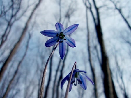 Vioreaua - nature, flowers, blue, spring