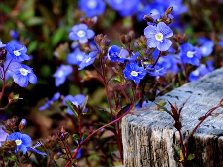 Blue flowers - nature, flowers, blue, beautiful