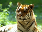 TIGER~  THE REGAL BEAUTY!