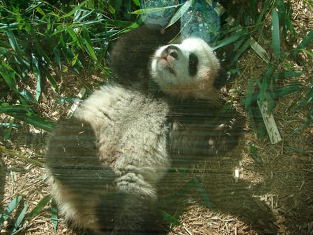 playing baby - giant, panda, cute, baby, playing