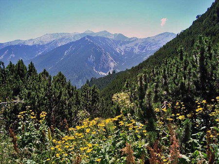 Pirin Mountain - sky, trees, photography, pine, tree, herbs, mountain, forests, bulgaria, peak, nature, forest, beautiful, snow, top, flowers, photo, flower