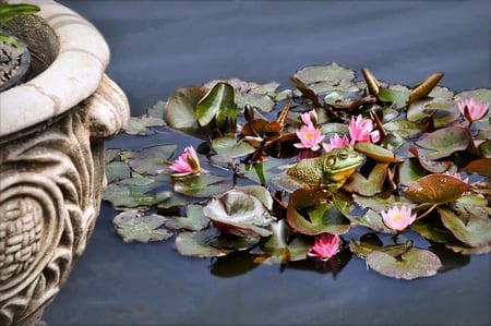 waterlily - waterlily, pink, beautiful, frogg, pond