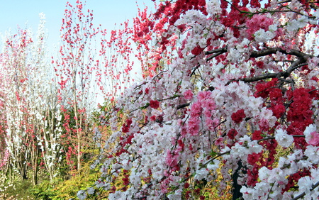 Spring - nature, colors, flowers, spring