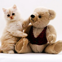 Kitten and teddy