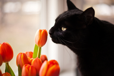 Black cat - flowers, black, animals, cats